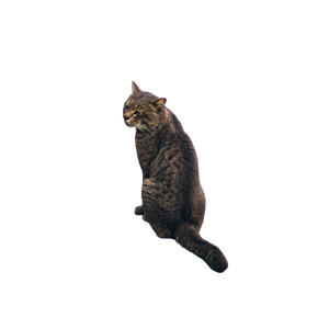 A Street Cat Sits Calmly On A Stone Pavement Creating A Tranquil, Urban Scene. 13882 - Cat PNG image with transparent background